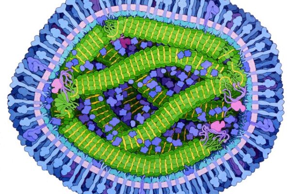 Ontario measles outbreak has not reached Peterborough